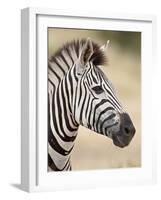 Chapman's Zebra (Plains Zebra) (Equus Burchelli Antiquorum), Kruger National Park, South Africa, Af-James Hager-Framed Photographic Print