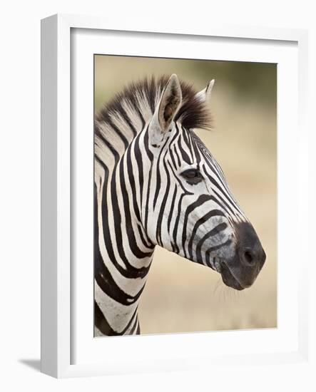 Chapman's Zebra (Plains Zebra) (Equus Burchelli Antiquorum), Kruger National Park, South Africa, Af-James Hager-Framed Photographic Print