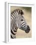 Chapman's Zebra (Plains Zebra) (Equus Burchelli Antiquorum), Kruger National Park, South Africa, Af-James Hager-Framed Photographic Print