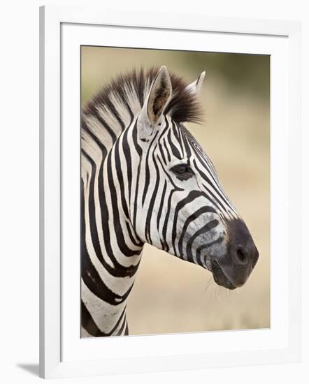 Chapman's Zebra (Plains Zebra) (Equus Burchelli Antiquorum), Kruger National Park, South Africa, Af-James Hager-Framed Photographic Print