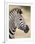 Chapman's Zebra (Plains Zebra) (Equus Burchelli Antiquorum), Kruger National Park, South Africa, Af-James Hager-Framed Photographic Print