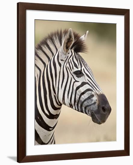 Chapman's Zebra (Plains Zebra) (Equus Burchelli Antiquorum), Kruger National Park, South Africa, Af-James Hager-Framed Photographic Print