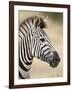 Chapman's Zebra (Plains Zebra) (Equus Burchelli Antiquorum), Kruger National Park, South Africa, Af-James Hager-Framed Photographic Print