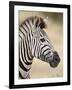 Chapman's Zebra (Plains Zebra) (Equus Burchelli Antiquorum), Kruger National Park, South Africa, Af-James Hager-Framed Photographic Print