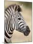 Chapman's Zebra (Plains Zebra) (Equus Burchelli Antiquorum), Kruger National Park, South Africa, Af-James Hager-Mounted Photographic Print