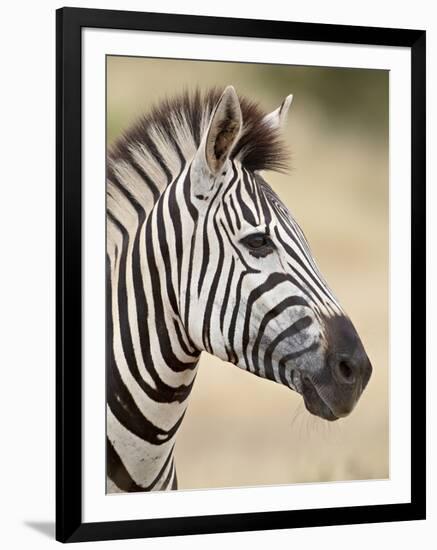 Chapman's Zebra (Plains Zebra) (Equus Burchelli Antiquorum), Kruger National Park, South Africa, Af-James Hager-Framed Photographic Print