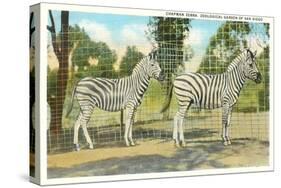 Chapman Zebras, San Diego Zoo-null-Stretched Canvas