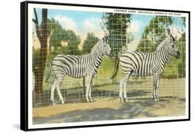 Chapman Zebras, San Diego Zoo-null-Framed Stretched Canvas