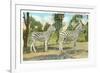 Chapman Zebras, San Diego Zoo-null-Framed Premium Giclee Print