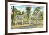 Chapman Zebras, San Diego Zoo-null-Framed Premium Giclee Print