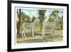 Chapman Zebras, San Diego Zoo-null-Framed Premium Giclee Print