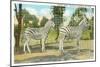 Chapman Zebras, San Diego Zoo-null-Mounted Art Print