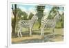 Chapman Zebras, San Diego Zoo-null-Framed Art Print