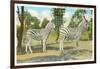 Chapman Zebras, San Diego Zoo-null-Framed Art Print