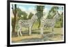 Chapman Zebras, San Diego Zoo-null-Framed Art Print