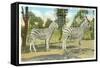 Chapman Zebras, San Diego Zoo-null-Framed Stretched Canvas