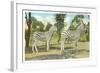 Chapman Zebras, San Diego Zoo-null-Framed Art Print