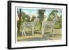 Chapman Zebras, San Diego Zoo-null-Framed Art Print