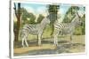 Chapman Zebras, San Diego Zoo-null-Stretched Canvas