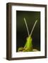 chapuline grasshopper, mexico-claudio contreras-Framed Photographic Print