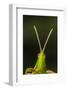 chapuline grasshopper, mexico-claudio contreras-Framed Photographic Print