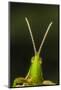 chapuline grasshopper, mexico-claudio contreras-Mounted Photographic Print