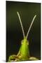 chapuline grasshopper, mexico-claudio contreras-Mounted Photographic Print