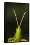 chapuline grasshopper, mexico-claudio contreras-Framed Stretched Canvas