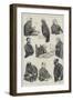 Character Sketches in the Law Courts-null-Framed Giclee Print