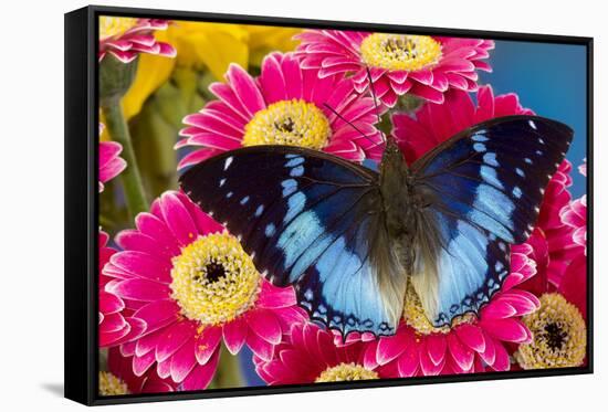 Charaxes a brush-footed butterfly know as emperors on pink Gerber daisies-Darrell Gulin-Framed Stretched Canvas