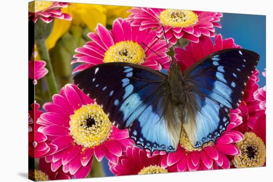 Charaxes a brush-footed butterfly know as emperors on pink Gerber daisies-Darrell Gulin-Stretched Canvas