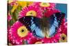 Charaxes a brush-footed butterfly know as emperors on pink Gerber daisies-Darrell Gulin-Stretched Canvas