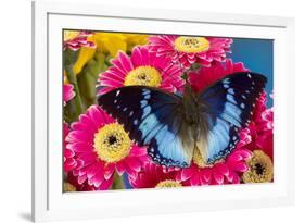 Charaxes a brush-footed butterfly know as emperors on pink Gerber daisies-Darrell Gulin-Framed Photographic Print