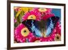 Charaxes a brush-footed butterfly know as emperors on pink Gerber daisies-Darrell Gulin-Framed Photographic Print