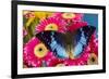 Charaxes a brush-footed butterfly know as emperors on pink Gerber daisies-Darrell Gulin-Framed Photographic Print