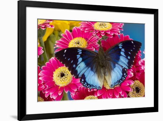 Charaxes a brush-footed butterfly know as emperors on pink Gerber daisies-Darrell Gulin-Framed Photographic Print