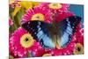 Charaxes a brush-footed butterfly know as emperors on pink Gerber daisies-Darrell Gulin-Mounted Photographic Print