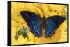 Charaxes a brush-footed butterfly know as emperors on sunflowers-Darrell Gulin-Framed Stretched Canvas
