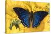 Charaxes a brush-footed butterfly know as emperors on sunflowers-Darrell Gulin-Stretched Canvas