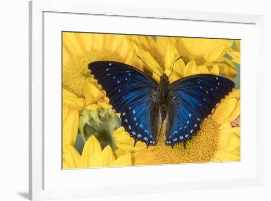 Charaxes a brush-footed butterfly know as emperors on sunflowers-Darrell Gulin-Framed Photographic Print