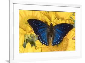 Charaxes a brush-footed butterfly know as emperors on sunflowers-Darrell Gulin-Framed Photographic Print