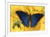 Charaxes a brush-footed butterfly know as emperors on sunflowers-Darrell Gulin-Framed Photographic Print