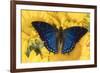 Charaxes a brush-footed butterfly know as emperors on sunflowers-Darrell Gulin-Framed Photographic Print