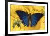 Charaxes a brush-footed butterfly know as emperors on sunflowers-Darrell Gulin-Framed Photographic Print