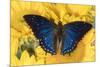 Charaxes a brush-footed butterfly know as emperors on sunflowers-Darrell Gulin-Mounted Photographic Print