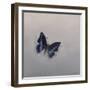 Charaxes imperialis 1, 2014-Odile Kidd-Framed Giclee Print