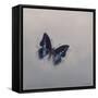 Charaxes imperialis 1, 2014-Odile Kidd-Framed Stretched Canvas