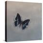 Charaxes imperialis 1, 2014-Odile Kidd-Stretched Canvas