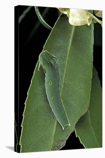 Charaxes Jasius (Two-Tailed Pasha) - Caterpillar on Strawberry Tree Leaf-Paul Starosta-Stretched Canvas