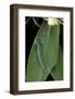 Charaxes Jasius (Two-Tailed Pasha) - Caterpillar on Strawberry Tree Leaf-Paul Starosta-Framed Photographic Print